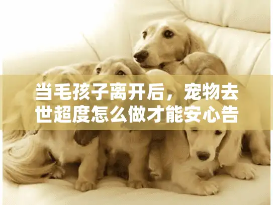 当毛孩子离开后，宠物去世超度怎么做才能安心告别？