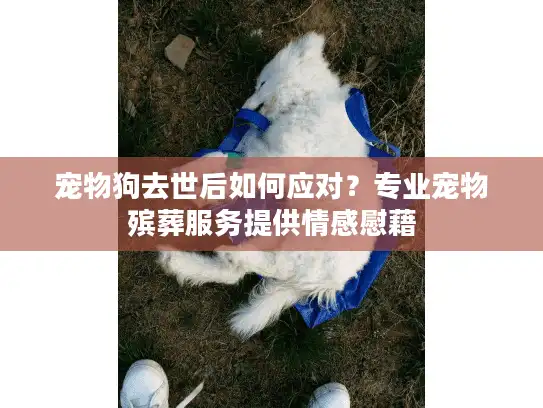 宠物狗去世后如何应对？专业宠物殡葬服务提供情感慰藉