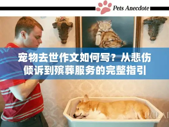 宠物去世作文如何写？从悲伤倾诉到殡葬服务的完整指引