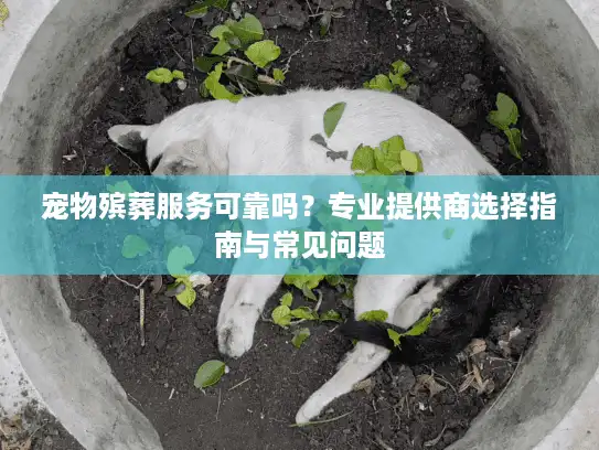 宠物殡葬服务可靠吗？专业提供商选择指南与常见问题