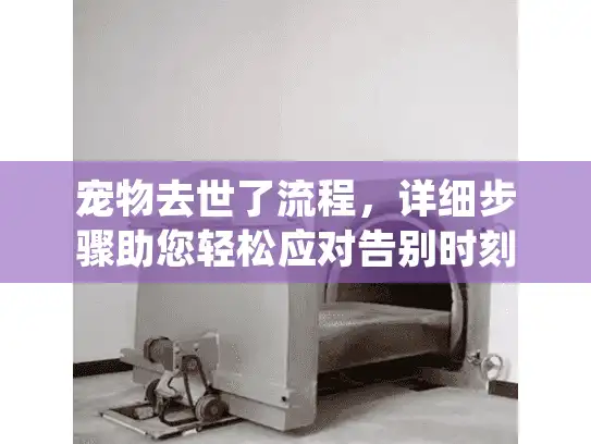宠物去世了流程，详细步骤助您轻松应对告别时刻