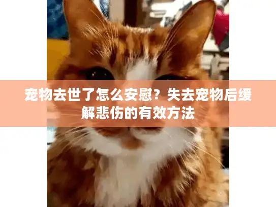 宠物去世了怎么安慰？失去宠物后缓解悲伤的有效方法
