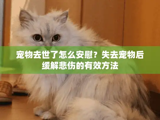 宠物去世了怎么安慰？失去宠物后缓解悲伤的有效方法