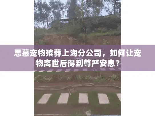 思慕宠物殡葬上海分公司，如何让宠物离世后得到尊严安息？