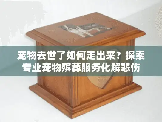 宠物去世了如何走出来？探索专业宠物殡葬服务化解悲伤