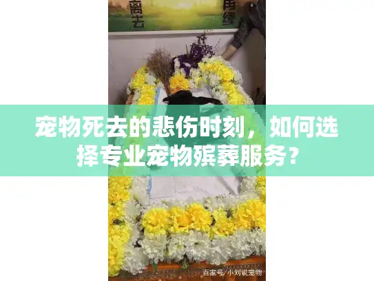 宠物死去的悲伤时刻，如何选择专业宠物殡葬服务？
