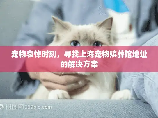 宠物哀悼时刻，寻找上海宠物殡葬馆地址的解决方案