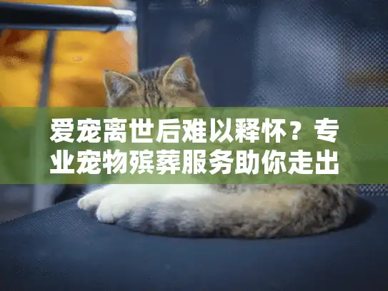 爱宠离世后难以释怀？专业宠物殡葬服务助你走出哀伤