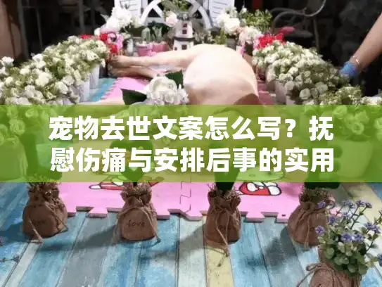 宠物去世文案怎么写？抚慰伤痛与安排后事的实用指南