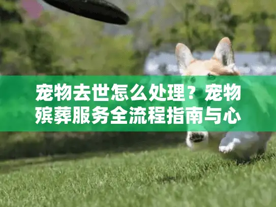 宠物去世怎么处理？宠物殡葬服务全流程指南与心理疏导方法