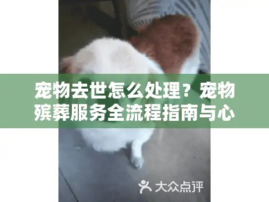 宠物去世怎么处理？宠物殡葬服务全流程指南与心理疏导方法