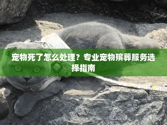 宠物死了怎么处理？专业宠物殡葬服务选择指南