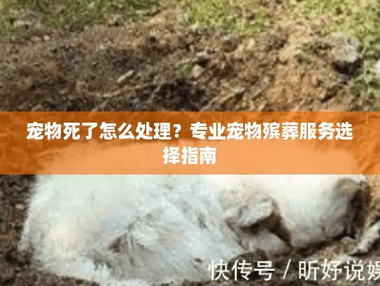 宠物死了怎么处理？专业宠物殡葬服务选择指南