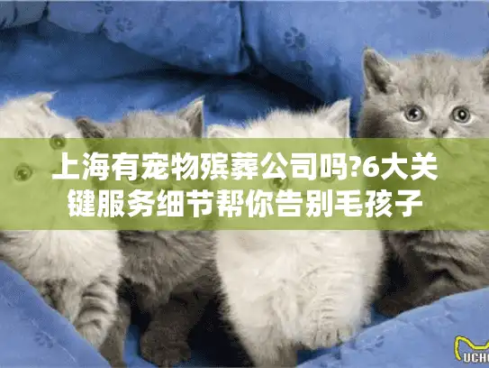 上海有宠物殡葬公司吗?6大关键服务细节帮你告别毛孩子
