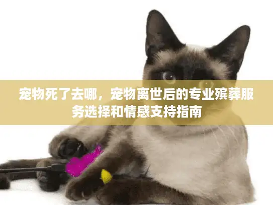 宠物死了去哪，宠物离世后的专业殡葬服务选择和情感支持指南