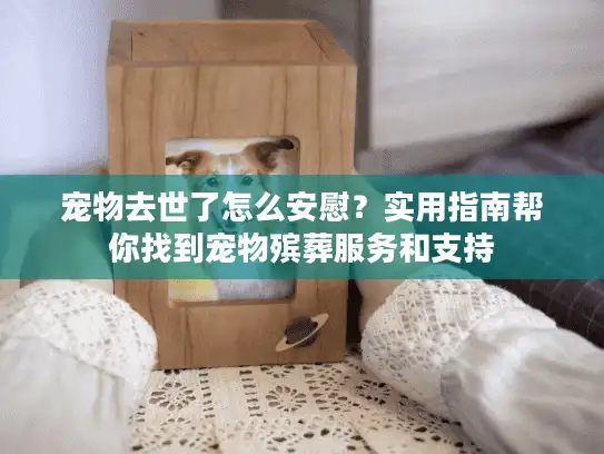 宠物去世了怎么安慰？实用指南帮你找到宠物殡葬服务和支持
