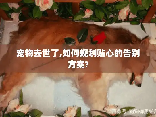 宠物去世了,如何规划贴心的告别方案?