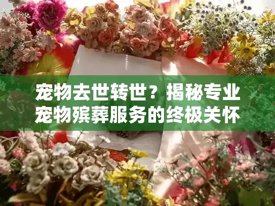 宠物去世转世？揭秘专业宠物殡葬服务的终极关怀选择