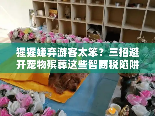 猩猩嫌弃游客太笨？三招避开宠物殡葬这些智商税陷阱