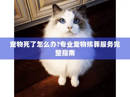 宠物死了怎么办?专业宠物殡葬服务完整指南