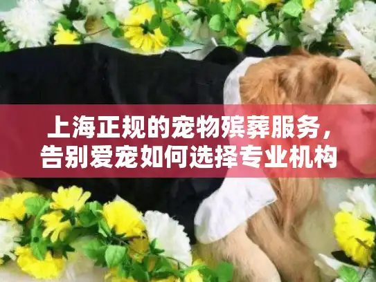 上海正规的宠物殡葬服务，告别爱宠如何选择专业机构？