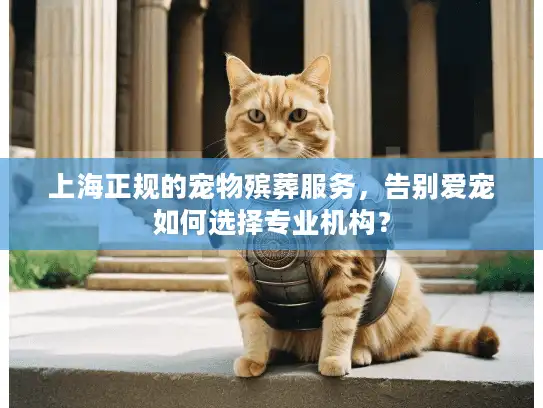 上海正规的宠物殡葬服务，告别爱宠如何选择专业机构？