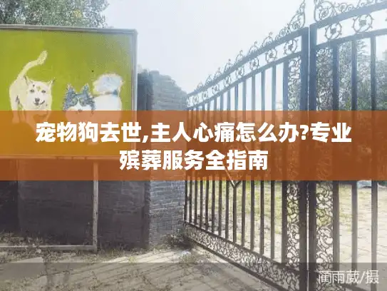 宠物狗去世,主人心痛怎么办?专业殡葬服务全指南