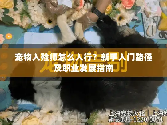 宠物入殓师怎么入行？新手入门路径及职业发展指南