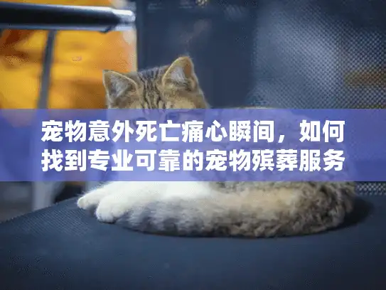 宠物意外死亡痛心瞬间，如何找到专业可靠的宠物殡葬服务？