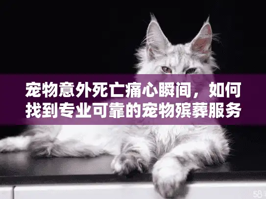宠物意外死亡痛心瞬间，如何找到专业可靠的宠物殡葬服务？