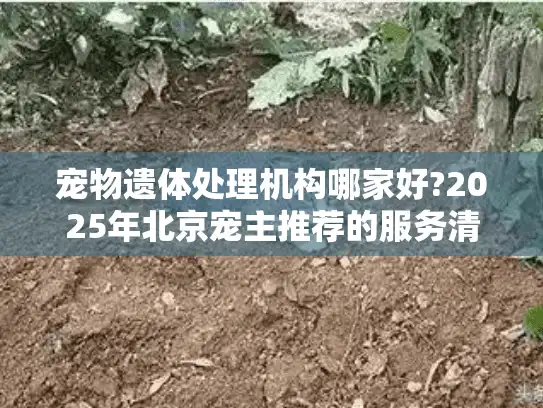 宠物遗体处理机构哪家好?2025年北京宠主推荐的服务清单