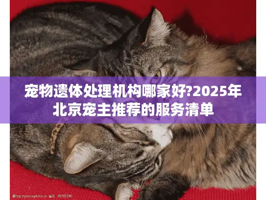 宠物遗体处理机构哪家好?2025年北京宠主推荐的服务清单