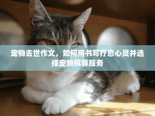 宠物去世作文，如何用书写疗愈心灵并选择宠物殡葬服务