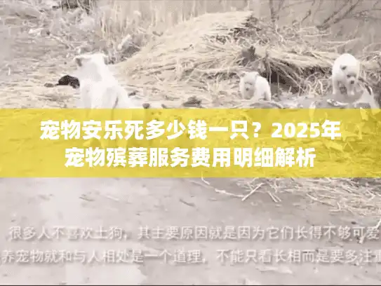宠物安乐死多少钱一只？2025年宠物殡葬服务费用明细解析