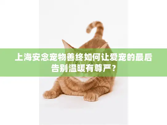 上海安念宠物善终如何让爱宠的最后告别温暖有尊严？