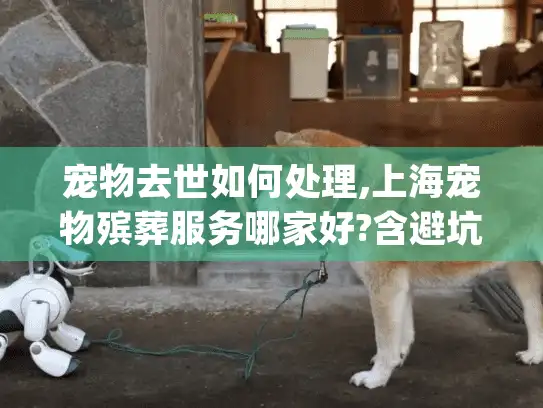 宠物去世如何处理,上海宠物殡葬服务哪家好?含避坑指南)