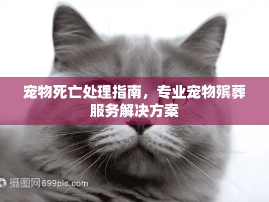 宠物死亡处理指南，专业宠物殡葬服务解决方案