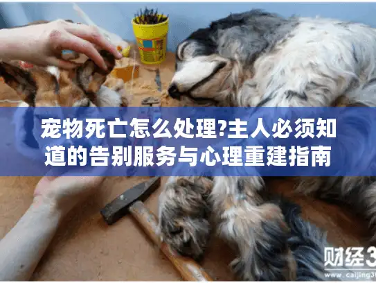 宠物死亡怎么处理?主人必须知道的告别服务与心理重建指南