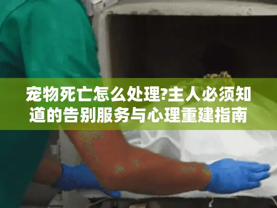 宠物死亡怎么处理?主人必须知道的告别服务与心理重建指南