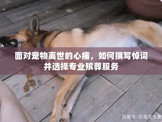 面对宠物离世的心痛，如何撰写悼词并选择专业殡葬服务