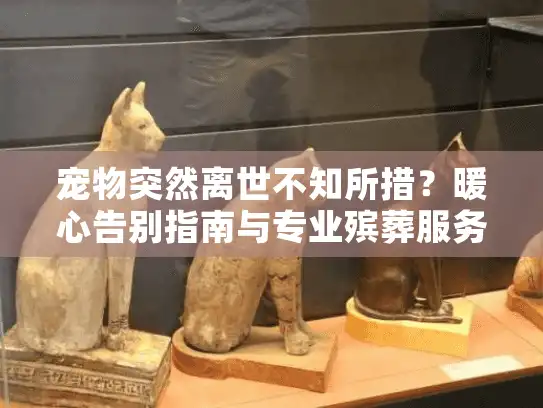 宠物突然离世不知所措？暖心告别指南与专业殡葬服务推荐