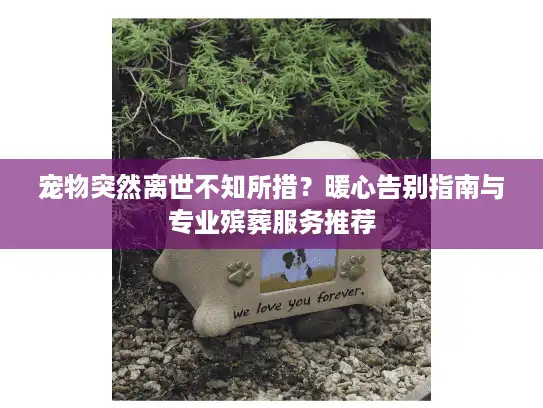 宠物突然离世不知所措？暖心告别指南与专业殡葬服务推荐
