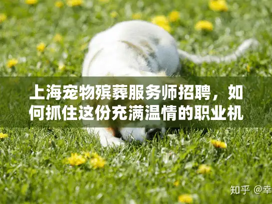 上海宠物殡葬服务师招聘，如何抓住这份充满温情的职业机会？