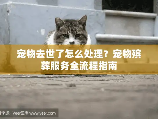 宠物去世了怎么处理？宠物殡葬服务全流程指南