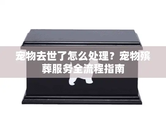 宠物去世了怎么处理？宠物殡葬服务全流程指南
