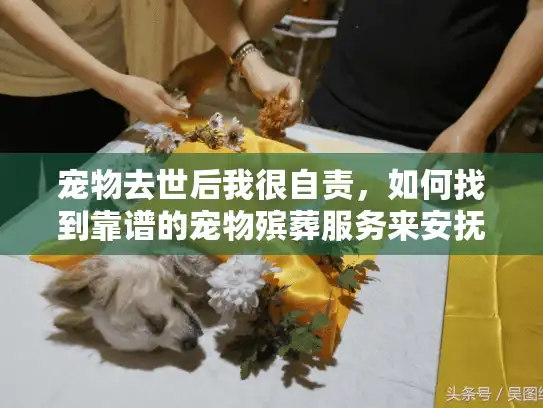 宠物去世后我很自责，如何找到靠谱的宠物殡葬服务来安抚内心？