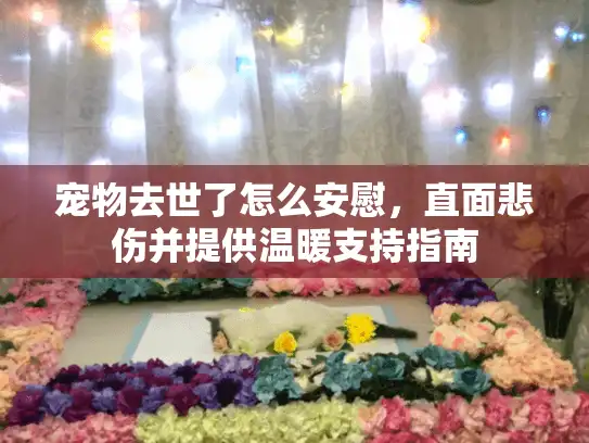 宠物去世了怎么安慰，直面悲伤并提供温暖支持指南