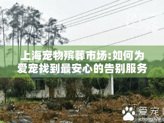 上海宠物殡葬市场:如何为爱宠找到最安心的告别服务?