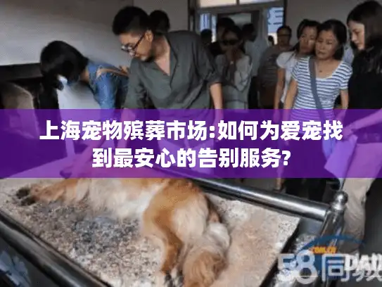 上海宠物殡葬市场:如何为爱宠找到最安心的告别服务?