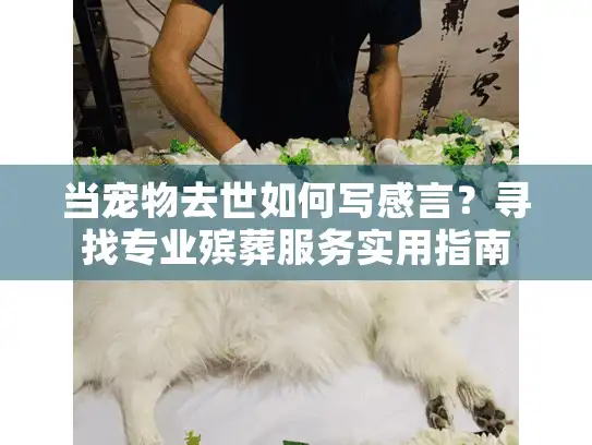 当宠物去世如何写感言？寻找专业殡葬服务实用指南